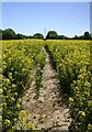 Footpath through oilseed rape