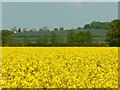 SU1691 : Another field of oilseed rape, near Blunsdon by Brian Robert Marshall