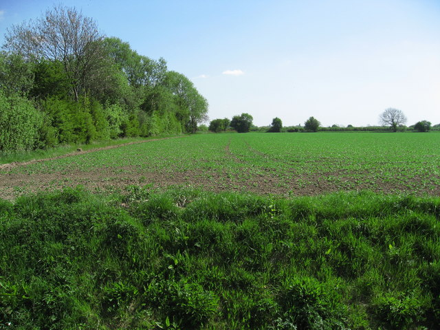 Field by Clough Lane
