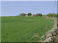 Pasture near Barnhillies Farm