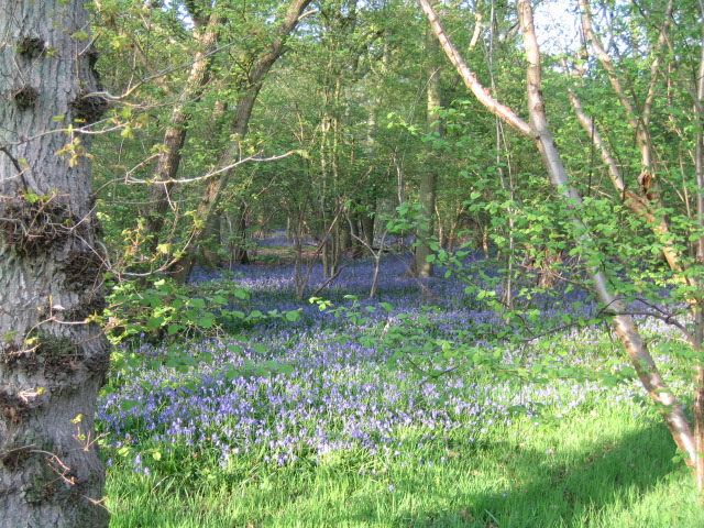 Bluebells, Finemere Wood