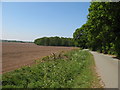 Lane through the Woodland.