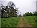 Track through Woodland