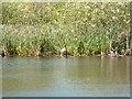 The Lake, Thorndon Country Park, Brentwood