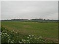 View towards Gallow Hill Belt on left and Gallow Hill Wood on right