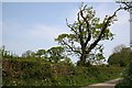 Road, Hedge and Trees