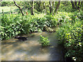 Tributary stream of the River Crane