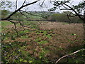 Meadow in Burn valley