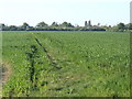 Footpath across a wheat field