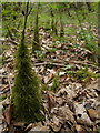 Moss on ash seedlings