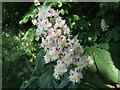 Chestnut flower