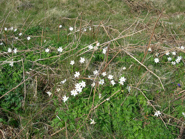 Wood Anemone (anemone Nemorosa) © Mary And Angus Hogg Cc-by-sa 2.0 