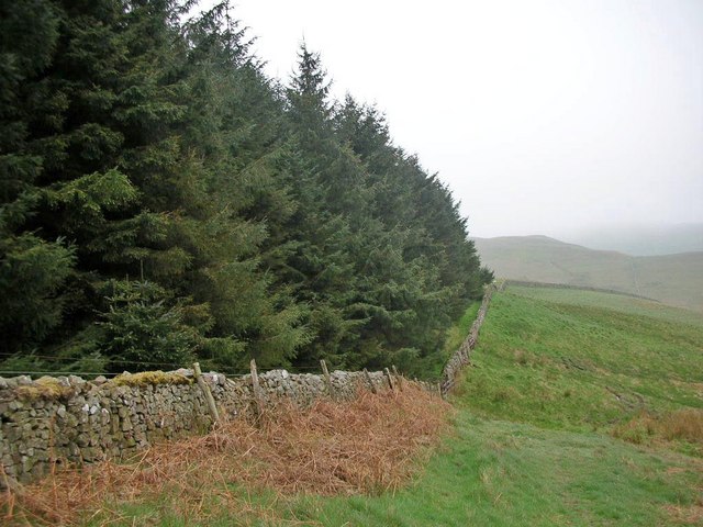 Woodland Edge at Black Hill