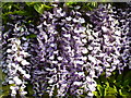 Wisteria in Bloom