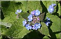 Green Alkanet (Pentaglottis sempervirens)