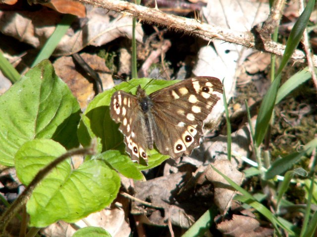 Speckled Wood butterfly