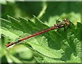 TQ1232 : Large Red Damselfly on nettle by Andy Potter