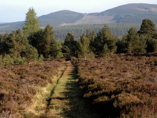 Footpath on the Edge of Forest
