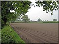 Neat rows near Charity Farm