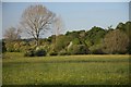 Meadow and woodland boundary