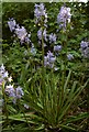 Spanish Bluebells