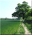 Footpath through Fields, The Hobbins, Shropshire