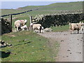 Sheep near Mynydd Poeth