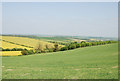 Fields of Thornicombe Farm