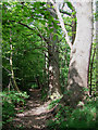 Deciduous Woods, Quatford, Shropshire