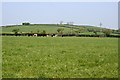 Pasture Land east of South Petherwin