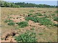 Rough Ground and Rabbit Holes, Danesford, Shropshire