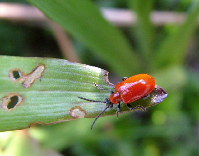 Lily Beetle, (Lilioceris lilii)