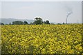 View through rape field towards Westbury cement works