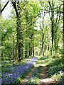 Footpath through Great Copse