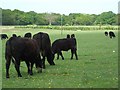 Grazing Cattle near Clapgate Copse