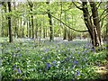 Natural Woodland of Clapgate Copse