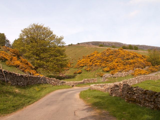Gorse in bloom north of Askrigg