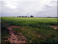 TF1641 : Barley Field by Donnylad