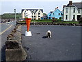 Dog attached to ice-cream cone