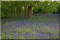 Braxted Park Bluebells