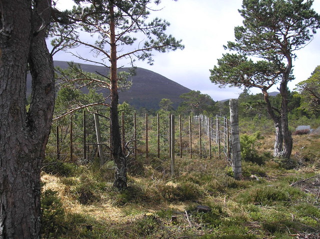 Fenced clearing in Rothimurchus Forest