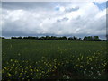 Field between Edworth and the A1