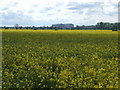 A field of rape near Hill Farm