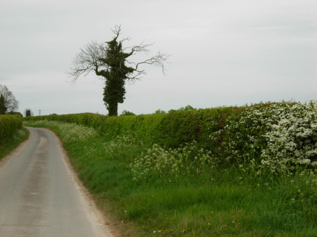 Lane near Gayton
