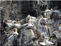 NT6087 : Bass Rock Gannets by Lisa Jarvis