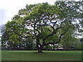 Oak tree, Carnoustie House Ground