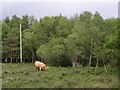 Cow grazing north of Longdown Inclosure, New Forest