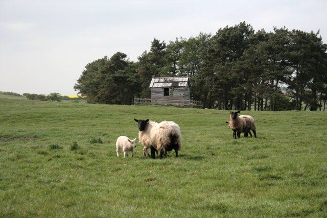 Sheep Pasture, Elford
