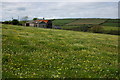 Spring flowers at Cippyn