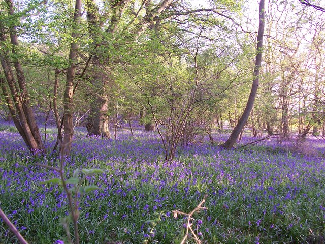 Austy Wood near Henley-in- Arden... © Derek Charlton cc-by-sa/2.0 ...